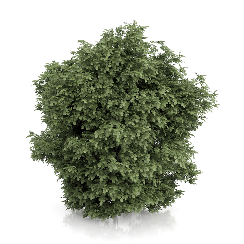 3d trees volume 54 v https://static.turbosquid.com/Preview/2014/11/27__03_33_00/vol54_all.jpg0909cb76-2fcf-4223-9604-27525f3bc220Original.jpg