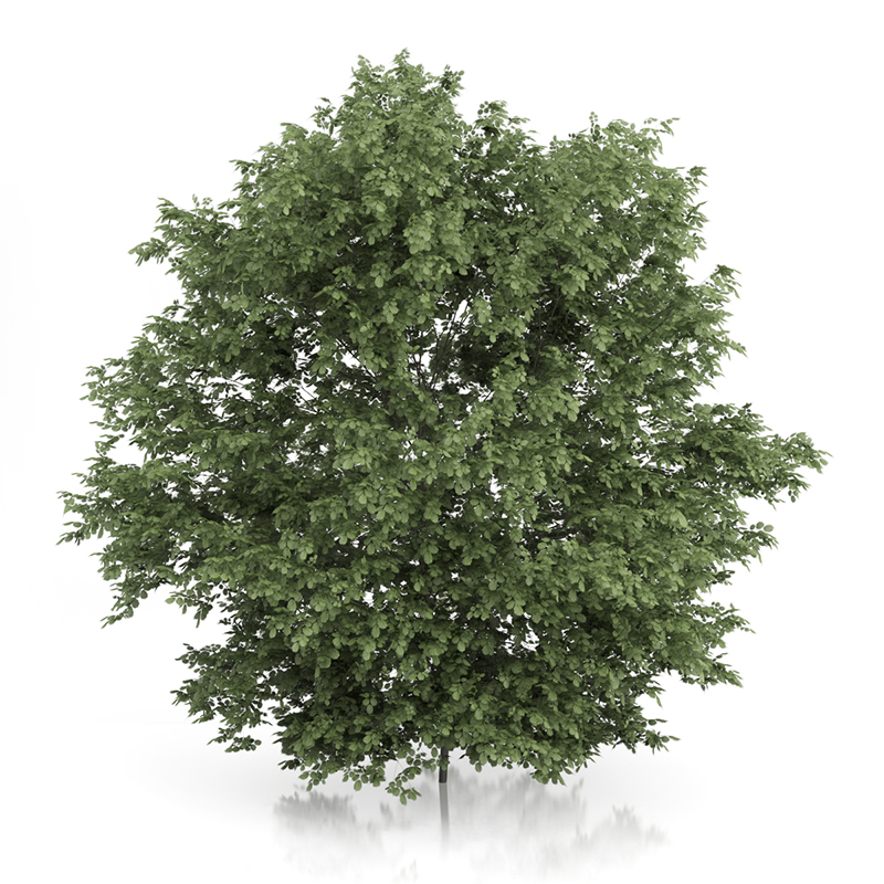 3d trees volume 54 v https://static.turbosquid.com/Preview/2014/11/27__03_33_00/vol54_all.jpg0909cb76-2fcf-4223-9604-27525f3bc220Original.jpg