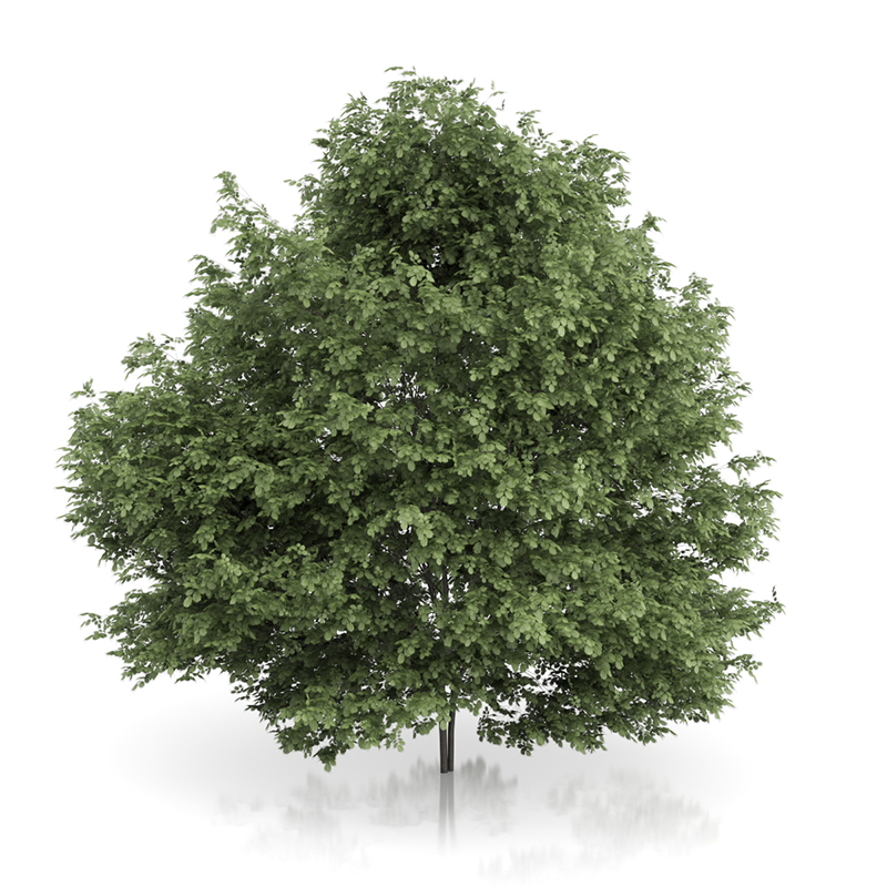 3d trees volume 54 v https://static.turbosquid.com/Preview/2014/11/27__03_33_00/vol54_all.jpg0909cb76-2fcf-4223-9604-27525f3bc220Original.jpg