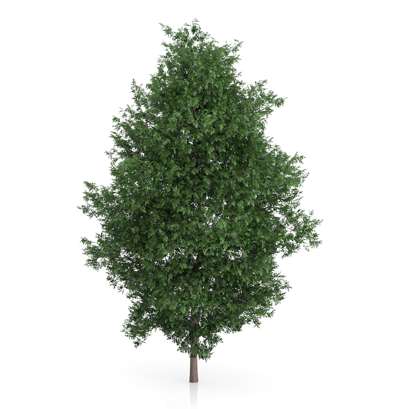 3d trees volume 54 v https://static.turbosquid.com/Preview/2014/11/27__03_33_00/vol54_all.jpg0909cb76-2fcf-4223-9604-27525f3bc220Original.jpg