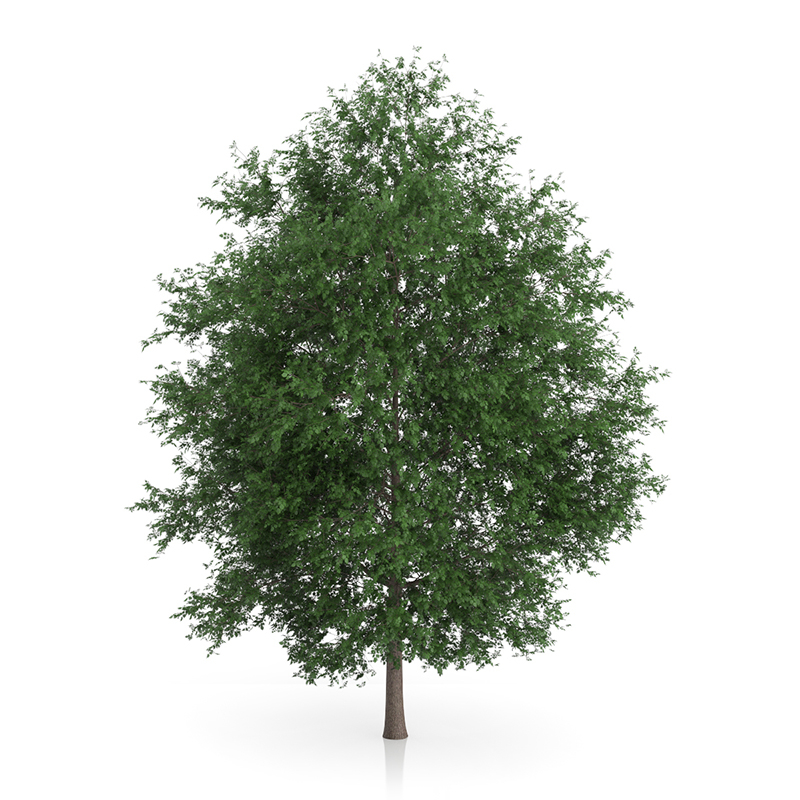 3d trees volume 54 v https://static.turbosquid.com/Preview/2014/11/27__03_33_00/vol54_all.jpg0909cb76-2fcf-4223-9604-27525f3bc220Original.jpg