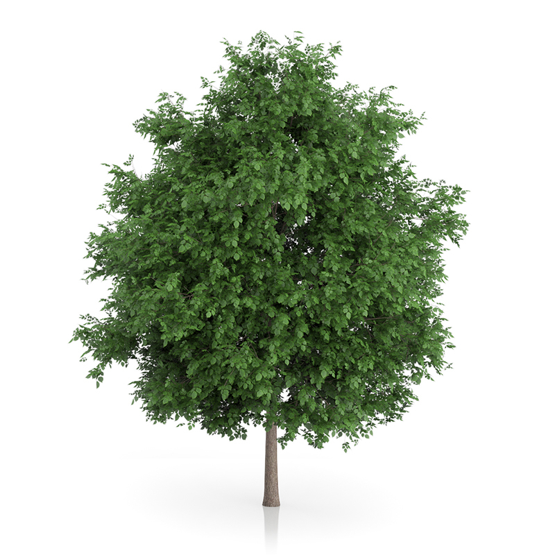 3d trees volume 54 v https://static.turbosquid.com/Preview/2014/11/27__03_33_00/vol54_all.jpg0909cb76-2fcf-4223-9604-27525f3bc220Original.jpg