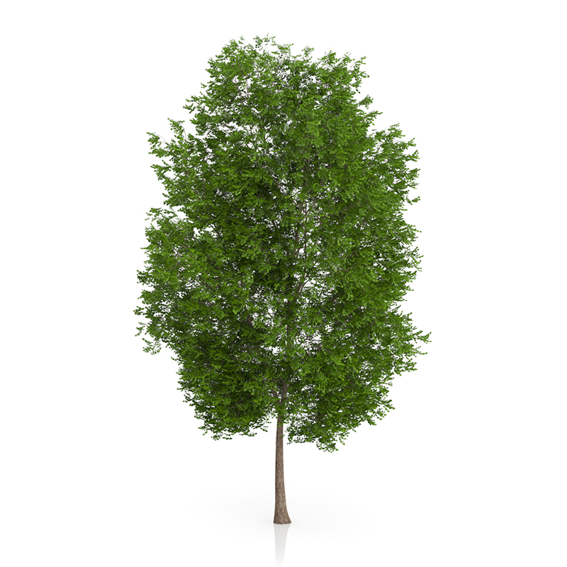 3d trees volume 54 v https://static.turbosquid.com/Preview/2014/11/27__03_33_00/vol54_all.jpg0909cb76-2fcf-4223-9604-27525f3bc220Original.jpg