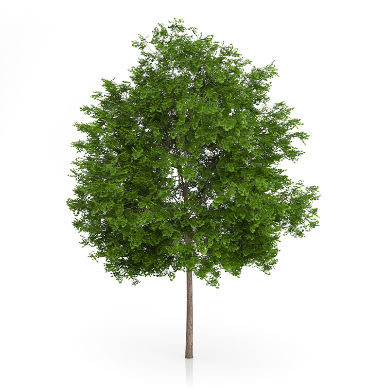 3d trees volume 54 v https://static.turbosquid.com/Preview/2014/11/27__03_33_00/vol54_all.jpg0909cb76-2fcf-4223-9604-27525f3bc220Original.jpg