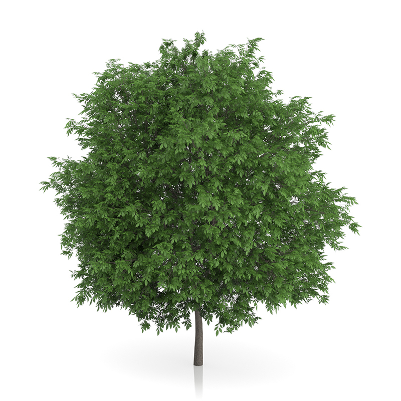 3d trees volume 54 v https://static.turbosquid.com/Preview/2014/11/27__03_33_00/vol54_all.jpg0909cb76-2fcf-4223-9604-27525f3bc220Original.jpg