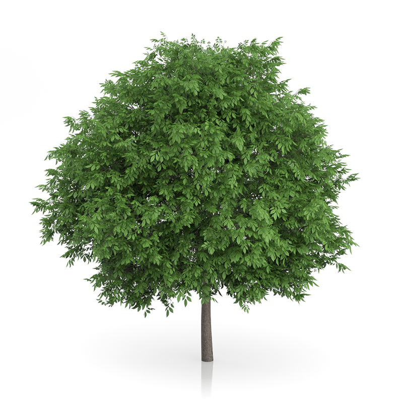 3d trees volume 54 v https://static.turbosquid.com/Preview/2014/11/27__03_33_00/vol54_all.jpg0909cb76-2fcf-4223-9604-27525f3bc220Original.jpg