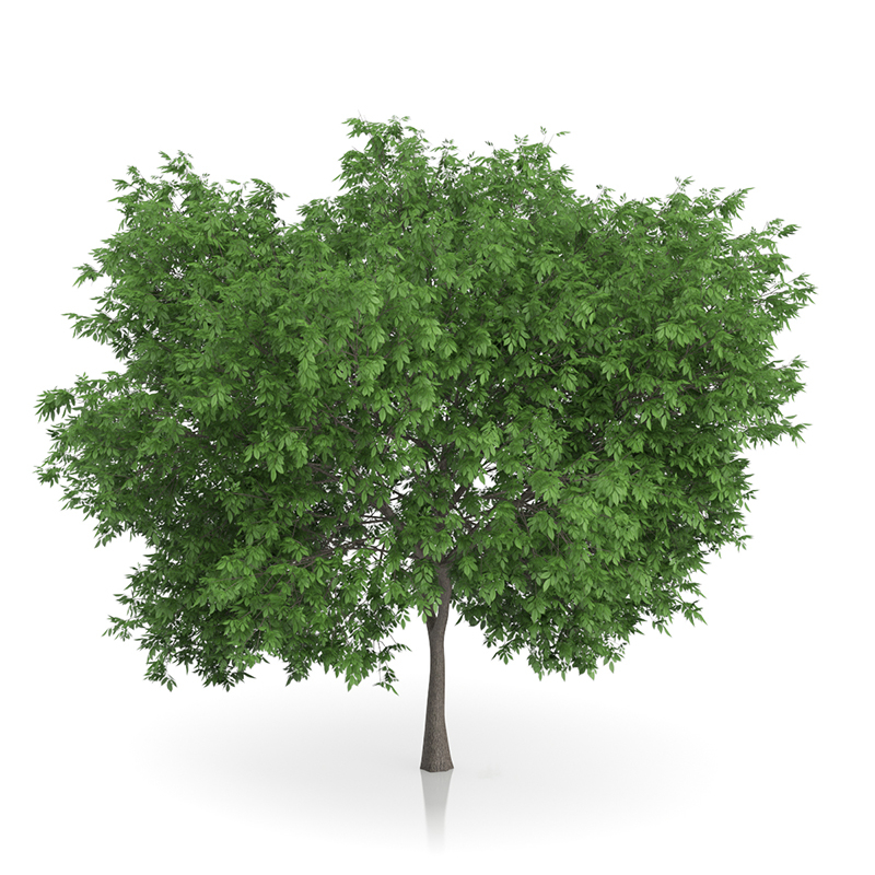 3d trees volume 54 v https://static.turbosquid.com/Preview/2014/11/27__03_33_00/vol54_all.jpg0909cb76-2fcf-4223-9604-27525f3bc220Original.jpg