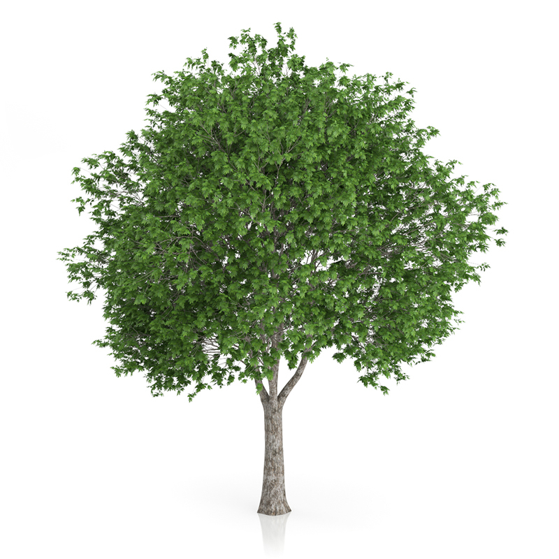 3d trees volume 54 v https://static.turbosquid.com/Preview/2014/11/27__03_33_00/vol54_all.jpg0909cb76-2fcf-4223-9604-27525f3bc220Original.jpg