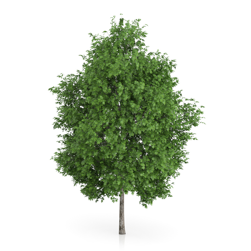 3d trees volume 54 v https://static.turbosquid.com/Preview/2014/11/27__03_33_00/vol54_all.jpg0909cb76-2fcf-4223-9604-27525f3bc220Original.jpg