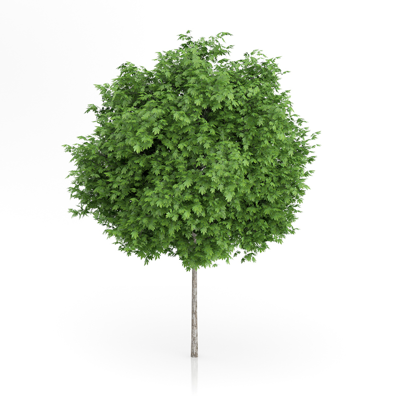 3d trees volume 54 v https://static.turbosquid.com/Preview/2014/11/27__03_33_00/vol54_all.jpg0909cb76-2fcf-4223-9604-27525f3bc220Original.jpg