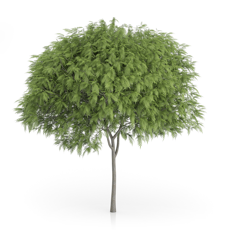 3d trees volume 54 v https://static.turbosquid.com/Preview/2014/11/27__03_33_00/vol54_all.jpg0909cb76-2fcf-4223-9604-27525f3bc220Original.jpg