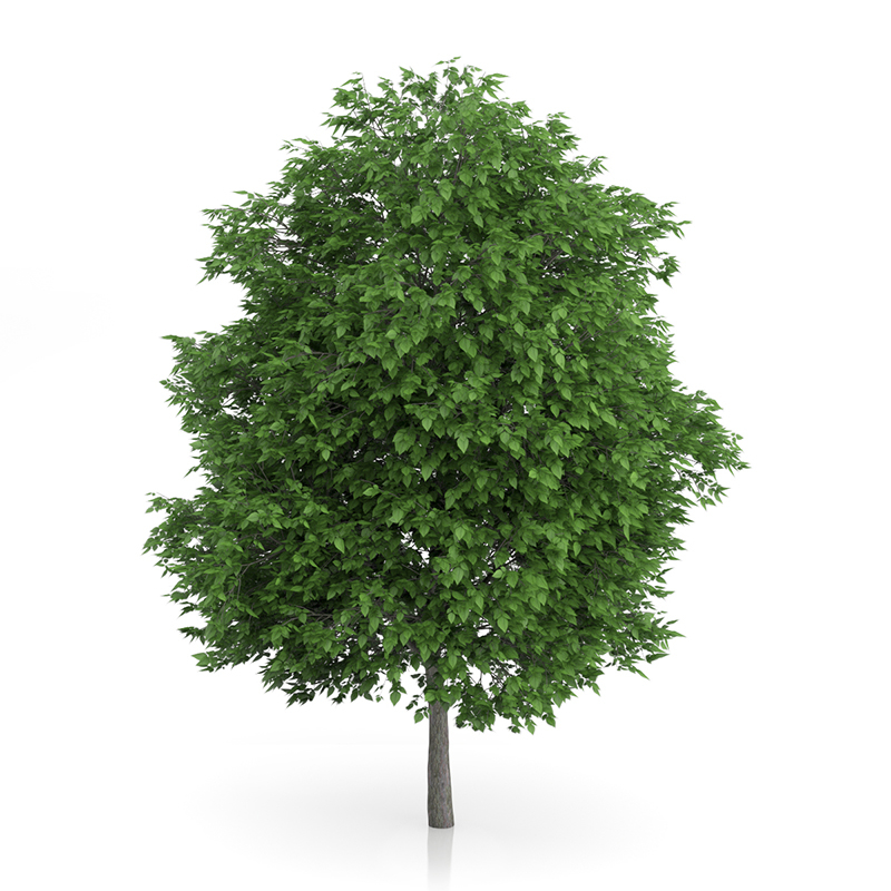 3d trees volume 54 v https://static.turbosquid.com/Preview/2014/11/27__03_33_00/vol54_all.jpg0909cb76-2fcf-4223-9604-27525f3bc220Original.jpg