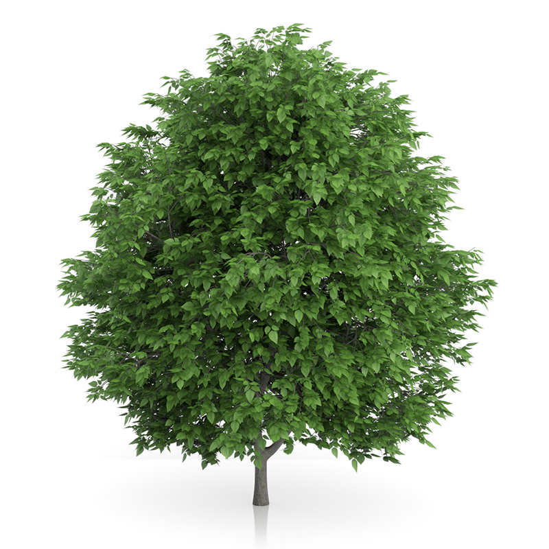 3d trees volume 54 v https://static.turbosquid.com/Preview/2014/11/27__03_33_00/vol54_all.jpg0909cb76-2fcf-4223-9604-27525f3bc220Original.jpg