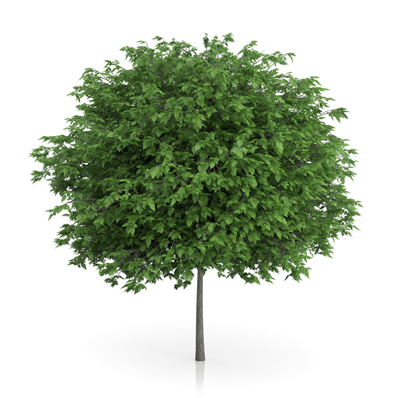 3d trees volume 54 v https://static.turbosquid.com/Preview/2014/11/27__03_33_00/vol54_all.jpg0909cb76-2fcf-4223-9604-27525f3bc220Original.jpg