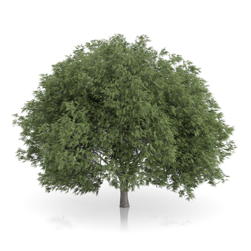 3d trees volume 54 v https://static.turbosquid.com/Preview/2014/11/27__03_33_00/vol54_all.jpg0909cb76-2fcf-4223-9604-27525f3bc220Original.jpg