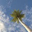 coconut palm tree 3d max