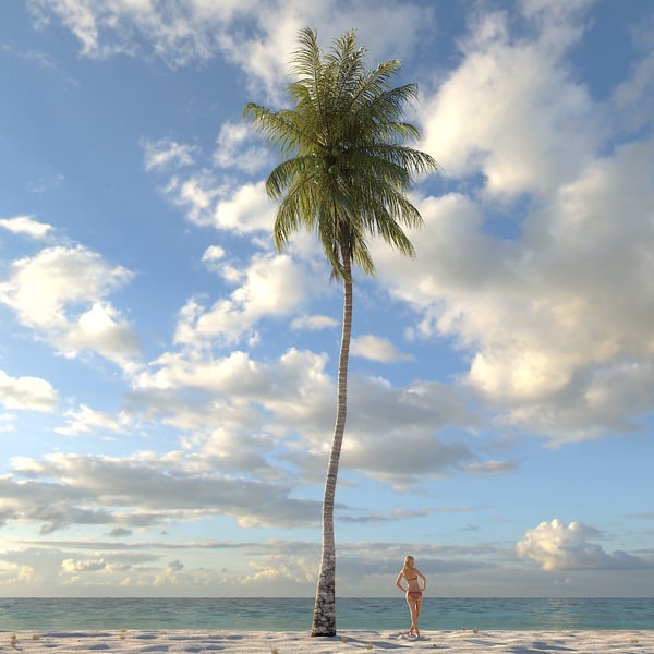 coconut palm tree 3d model