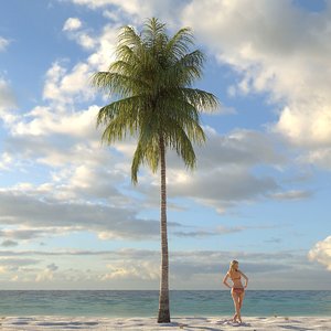 3d model coconut palm tree