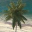 max coconut palm tree