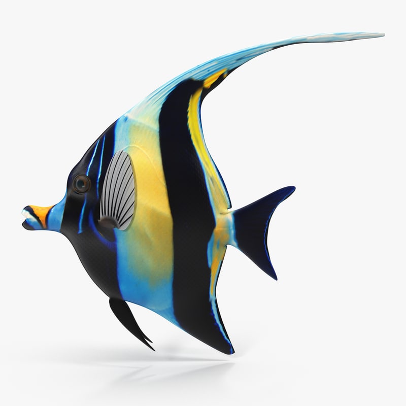 3d moorish idol blue rigged model