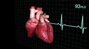 human heart 3d model