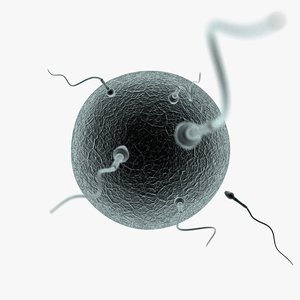3d human egg sperm cells
