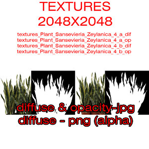 Textures Plant Sansevieria Zeylanica 4