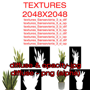 Textures Plant Sansevieria Zeylanica 3