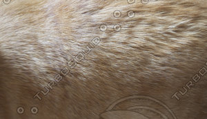 Fur 001