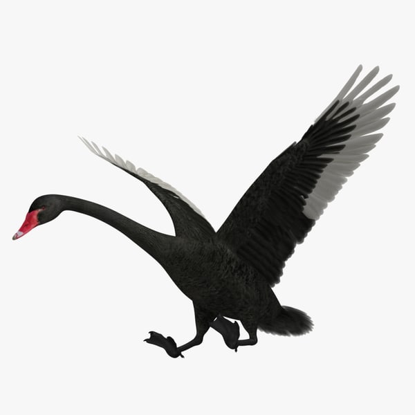 atratus black swan 3d obj