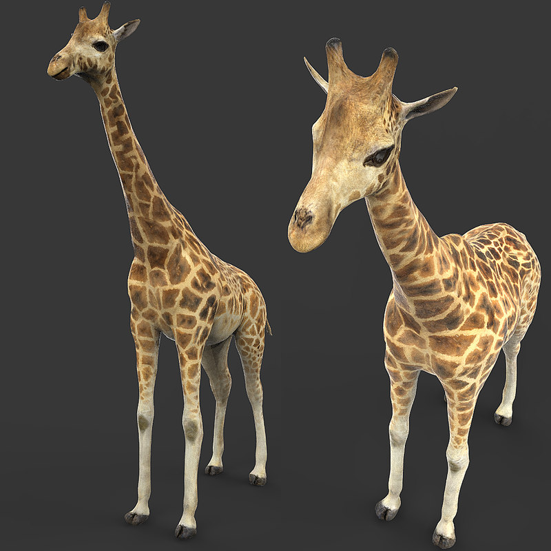 Giraffe 3d Model