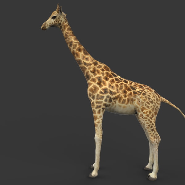 giraffe 3d model