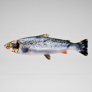 salmon 3ds