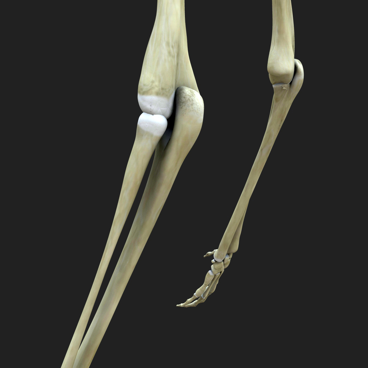 skeleton arms bones 3d model