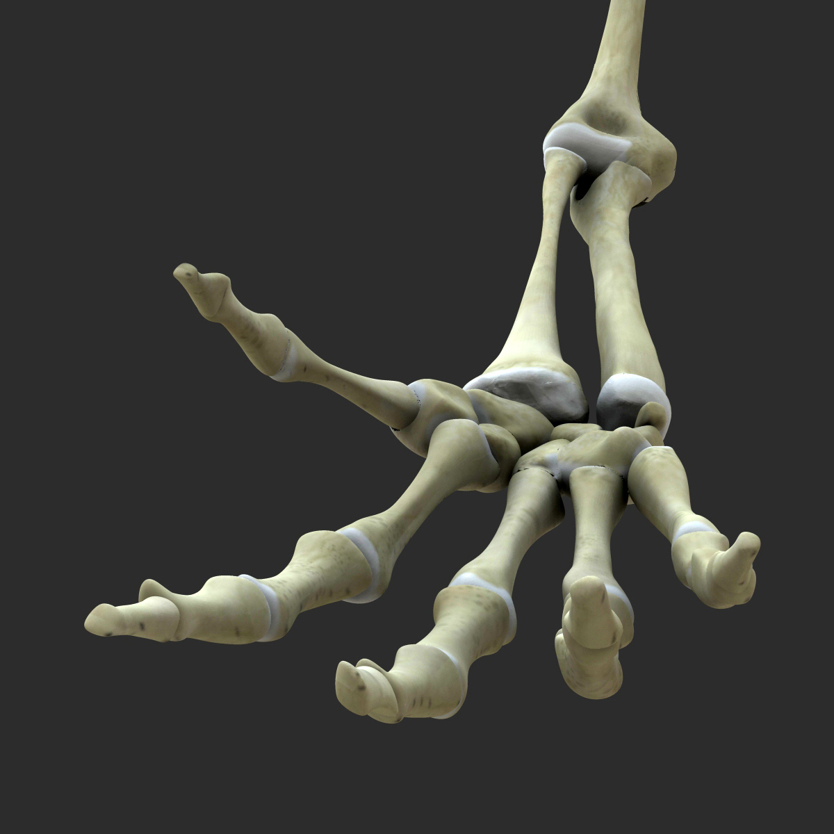 skeleton-arms-bones-3d-model