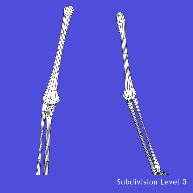 skeleton arms bones 3d model