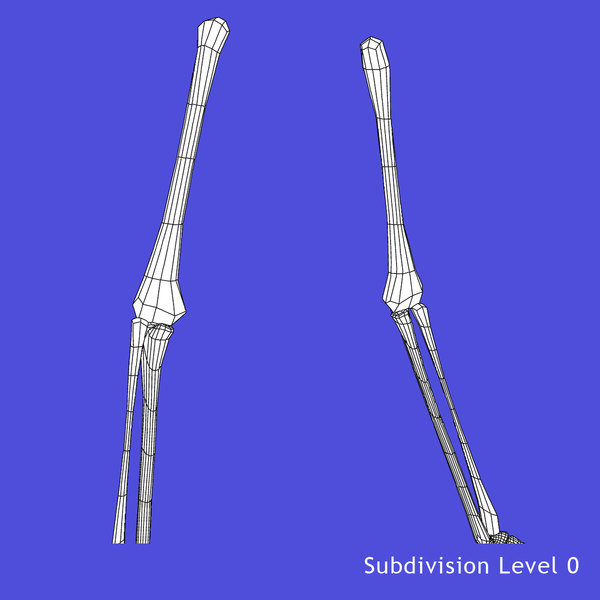 skeleton arms bones 3d model