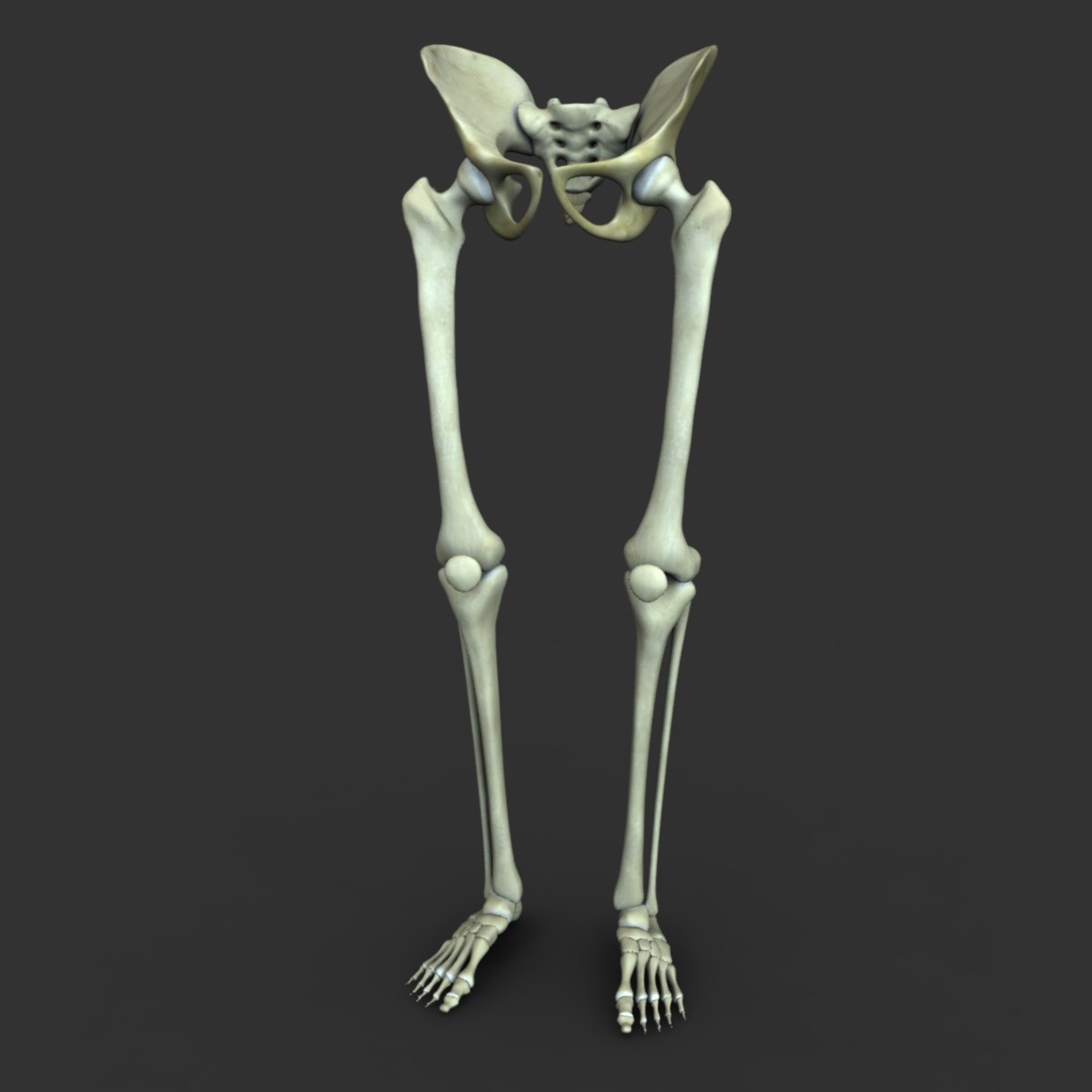 1 скелет голени. Скелет ноги. Скелет ноги человека. Кости скелета ноги. Ноного человека скелет.