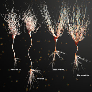 3d model of neuron anatomy