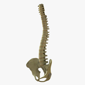 maya spine skeleton