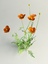 3d poppy flowers