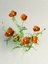 3d poppy flowers