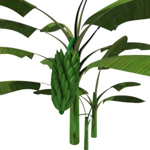 3d plantain plant