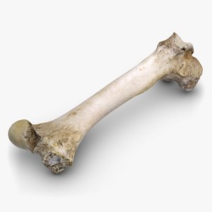 bull femur bone 3ds