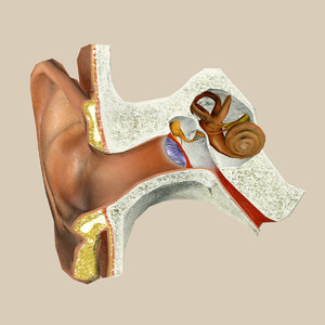 3d model inner ear