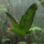 3d model amazona viridigenalis red-crowned amazon