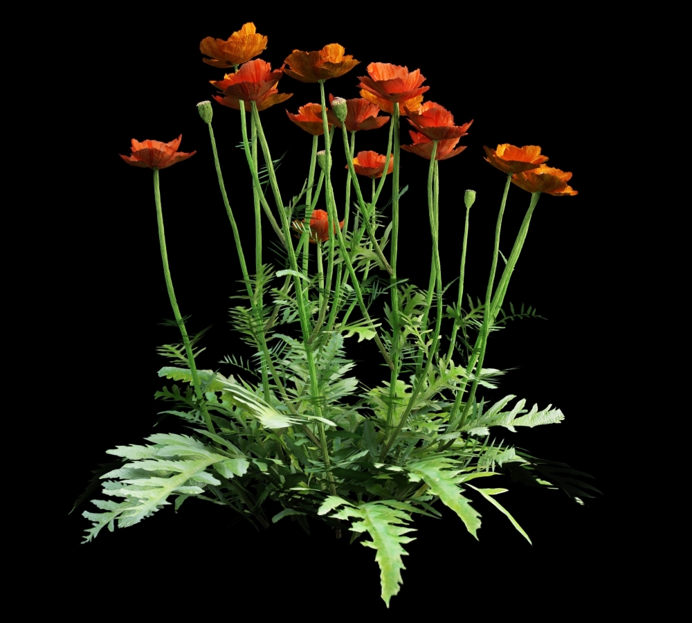 3ds max bush flowering poppy leaves