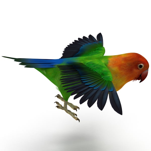 3d lovebird rigged model