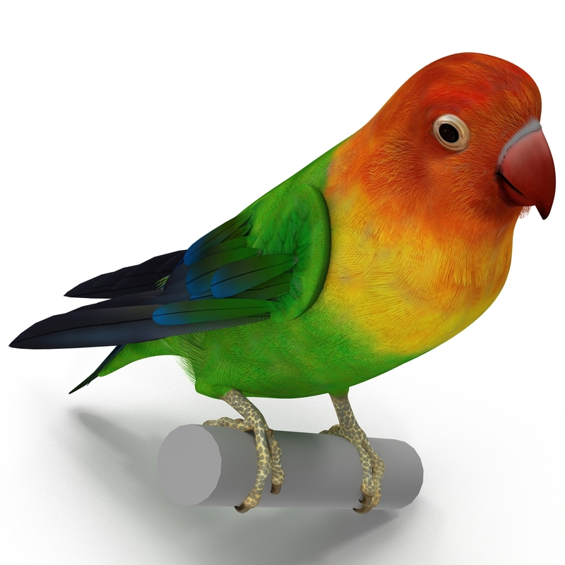 3d lovebird rigged model