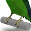 3d lovebird rigged model